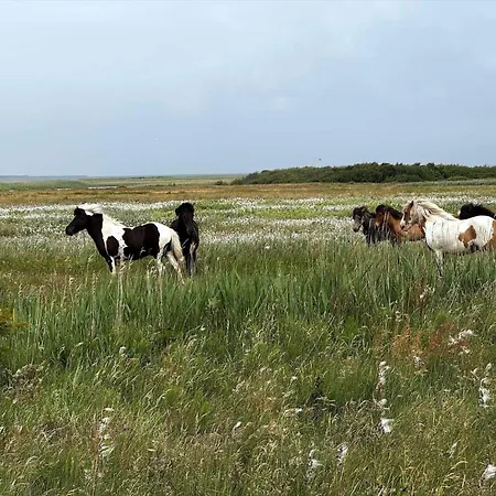 Σπίτι διακοπών 40717-ulfborg-hagevej-51 *