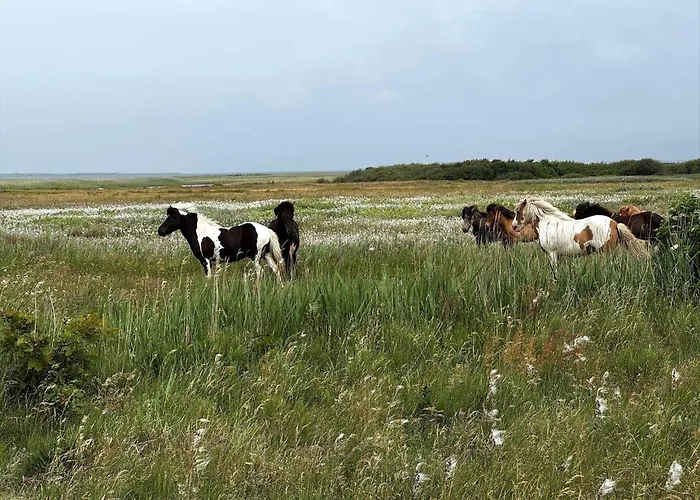 Σπίτι διακοπών 40717-ulfborg-hagevej-51 *